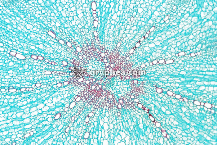 Racine de Betterave (Beta sp) - gryphea.com